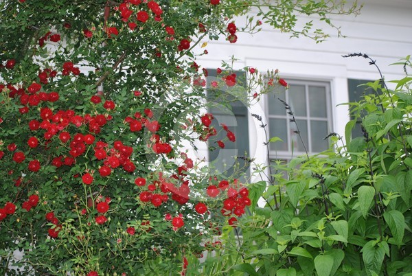Burning Bush
