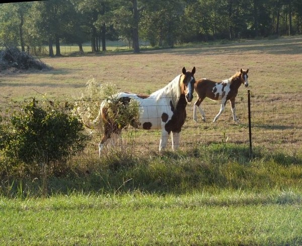 Two horses