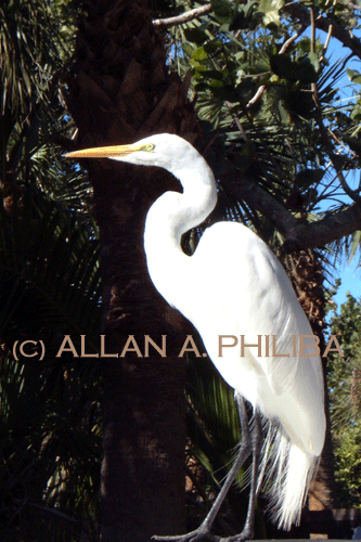 Great White Heron