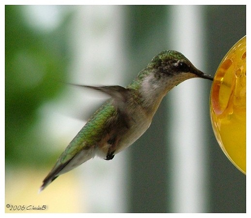Humming Bird