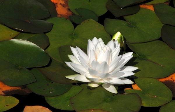 Waterlily 2