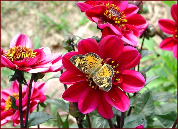 Butterfly on Dahlia