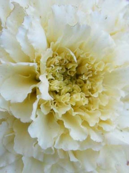 White Beauty