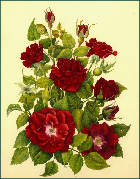 Red Roses