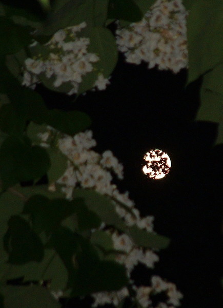 Catawba at night