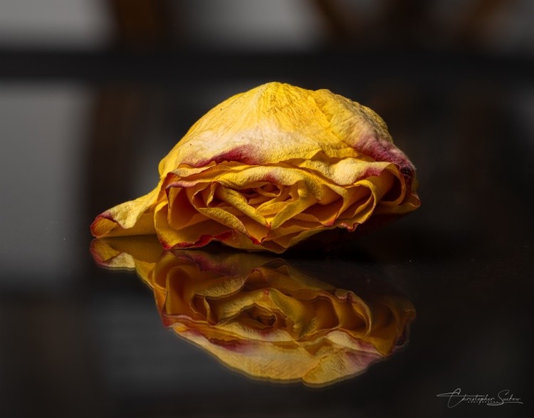 Dried yellow rose