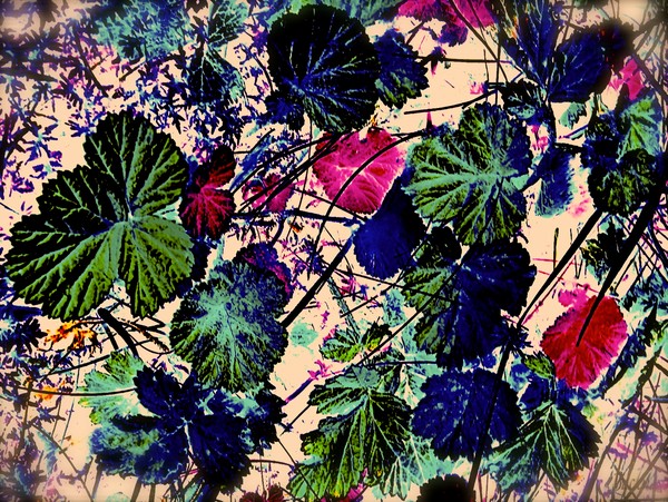Last summer leaves !