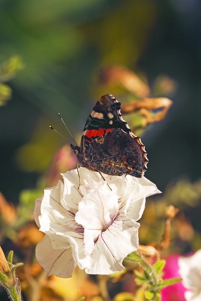 Red_Admiral_1