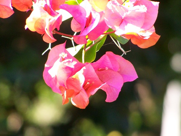 Sunlight Dance