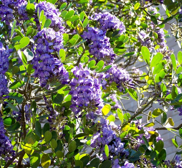 LAURELS