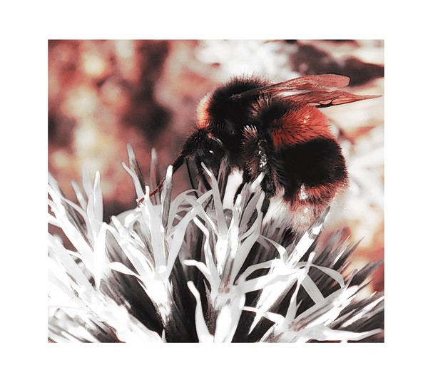 Red Bee