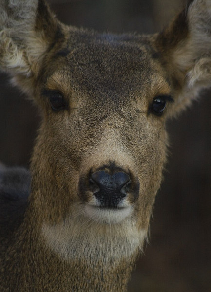 My Deer Friend