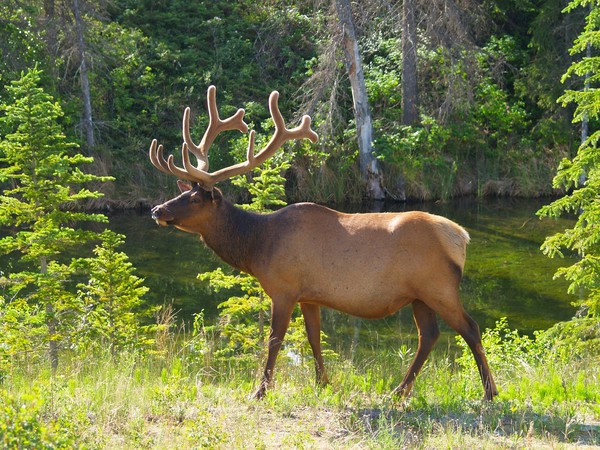 Natures Beauty