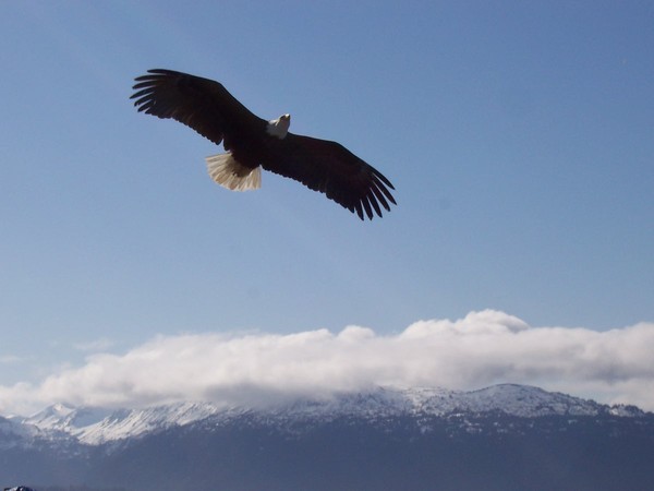 Soar...