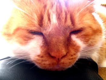 Most beautiful tomcat of the world