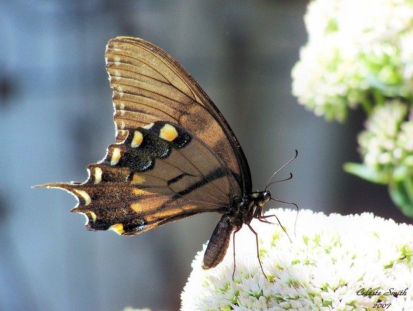 Female Southern Tiger Swallow