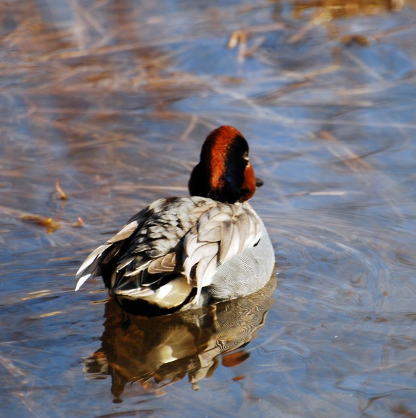Can't squawk, gotta swim.