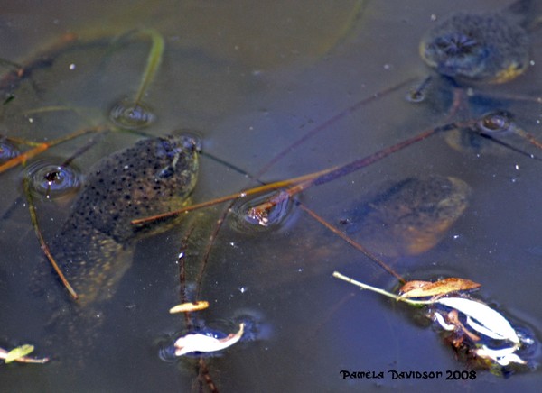 Toad Wars