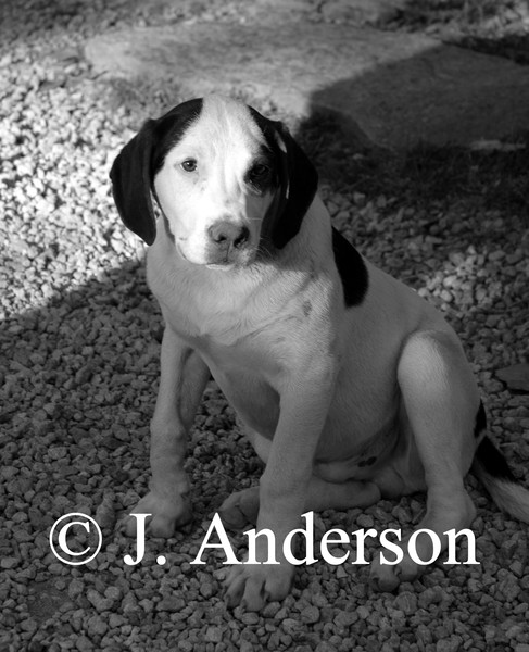 The Dog