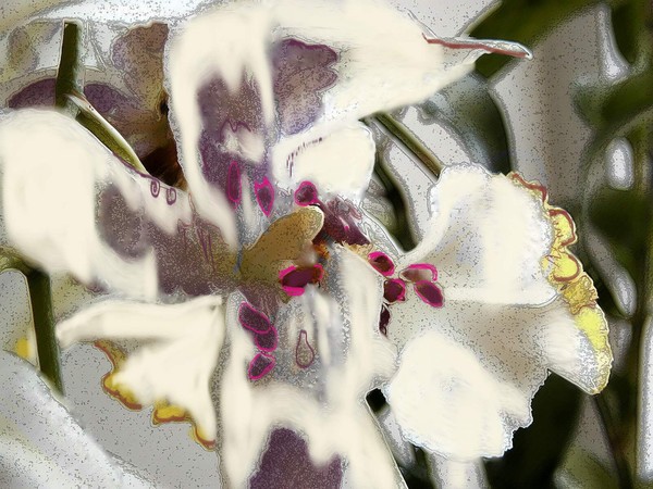 Snow Orchid