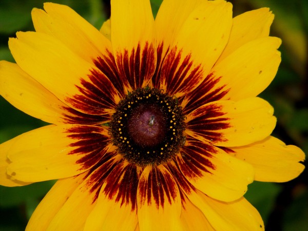 The Art of Flowers #7