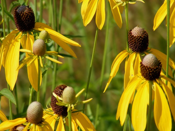 A Down Flower