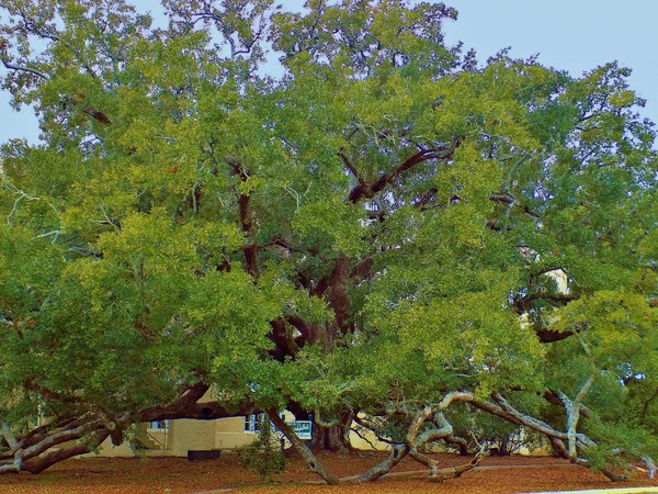 The Friendship Oak