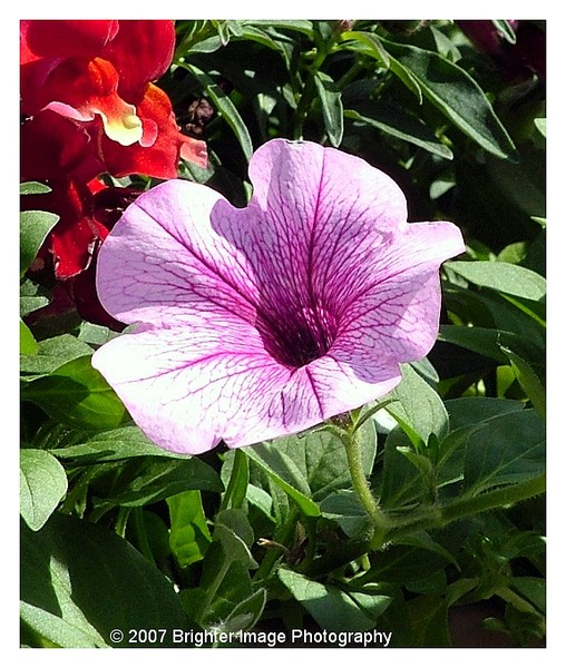 Petunia