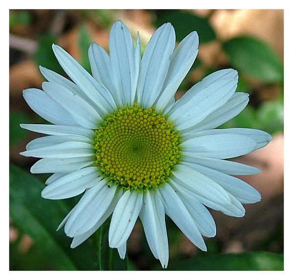 A Simple Daisy