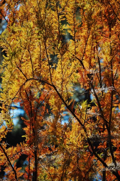 leaves of fire