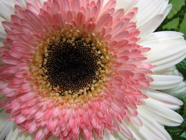 Baby Pink