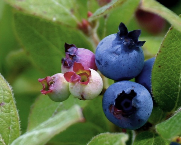 Blue Berries