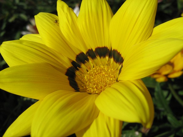 Yellow Flower