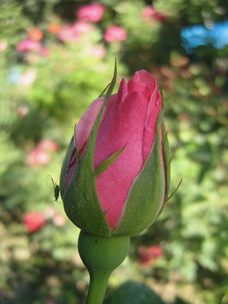 beautifu lrose