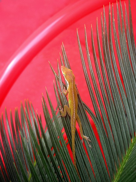 Anole With Palm - In The Red