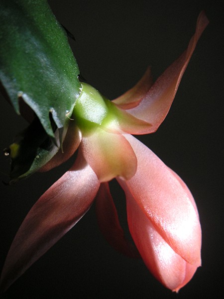 Holiday Cactus In Shadow