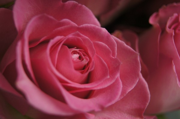 Pink Rose