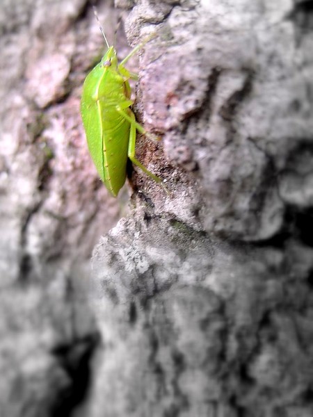 Endurance