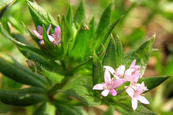 Spring Miniatures