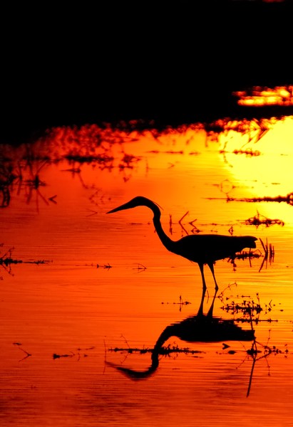 Great blue heron I