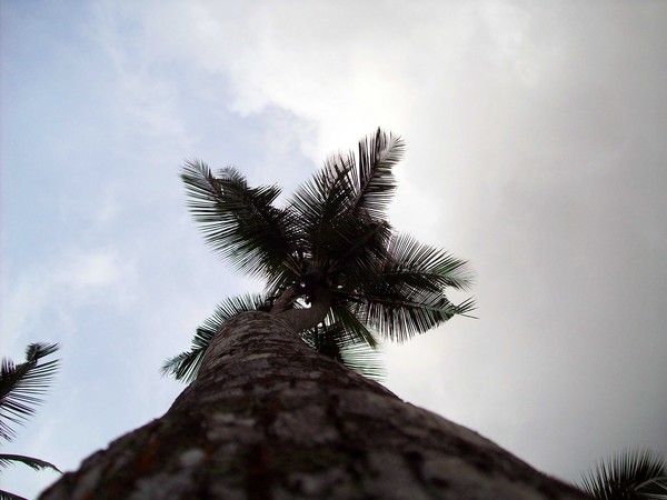 Coco Tree