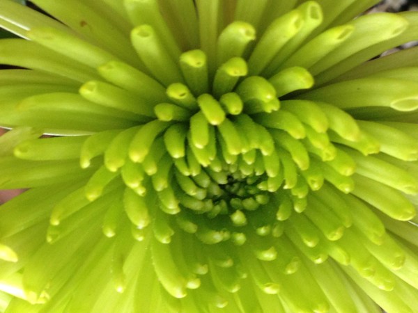 Flower 4
