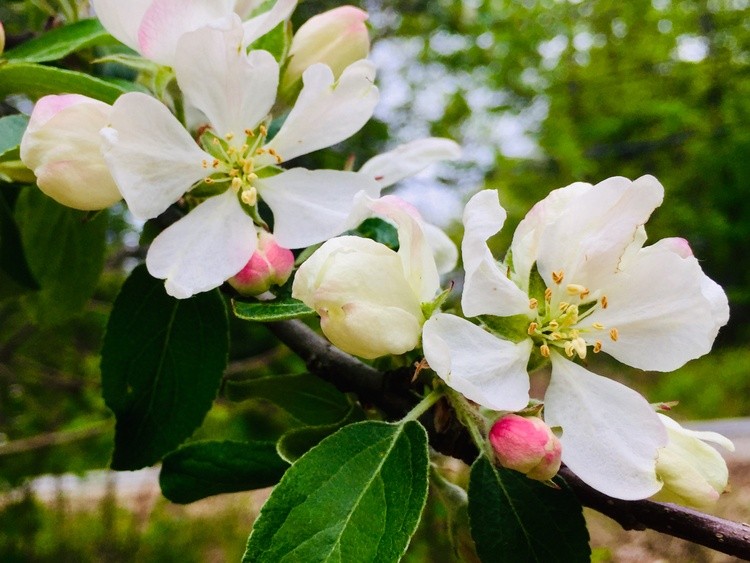 Apple Blossom, 2020