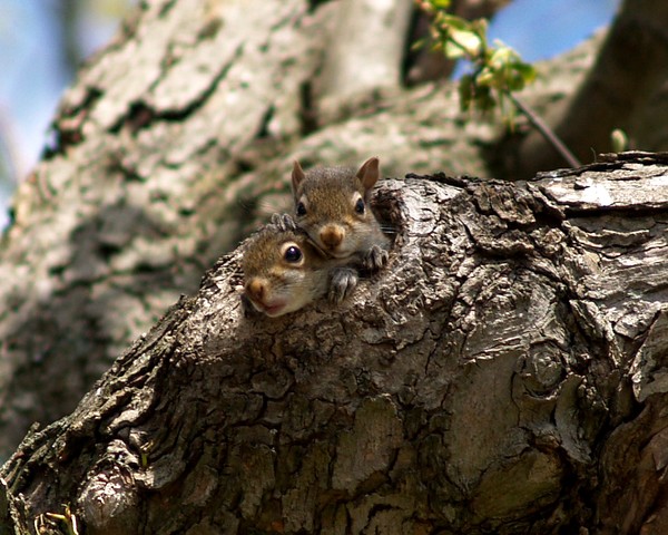 Spring babys