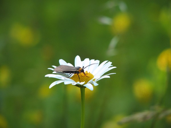 flower flavor