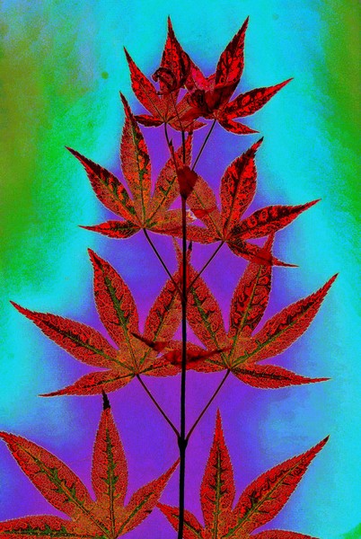 Leaves Variation 3