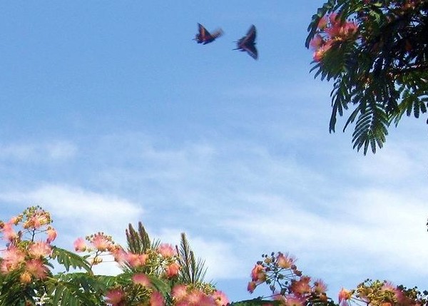 Swallowtail Flight