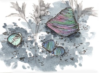 Shells in Winter