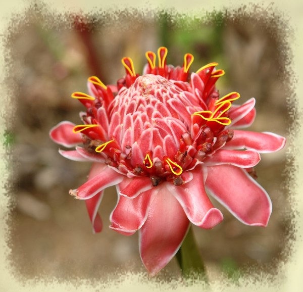 Tropical Flower