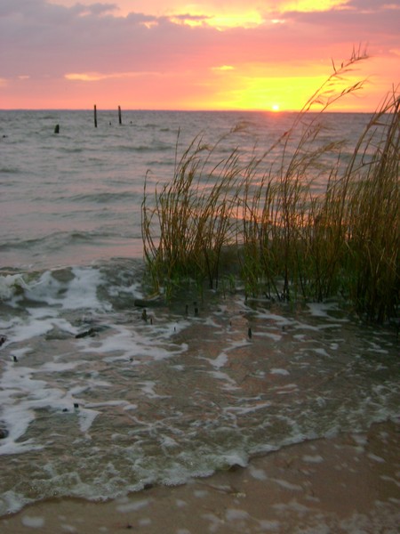 Sea Oats